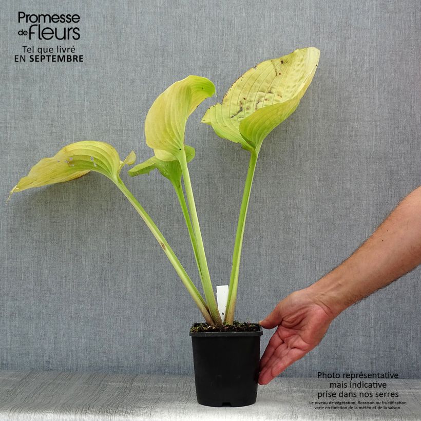 Esemplare di Hosta Sum and Substance Vaso da 2L/3L consegnato in estate