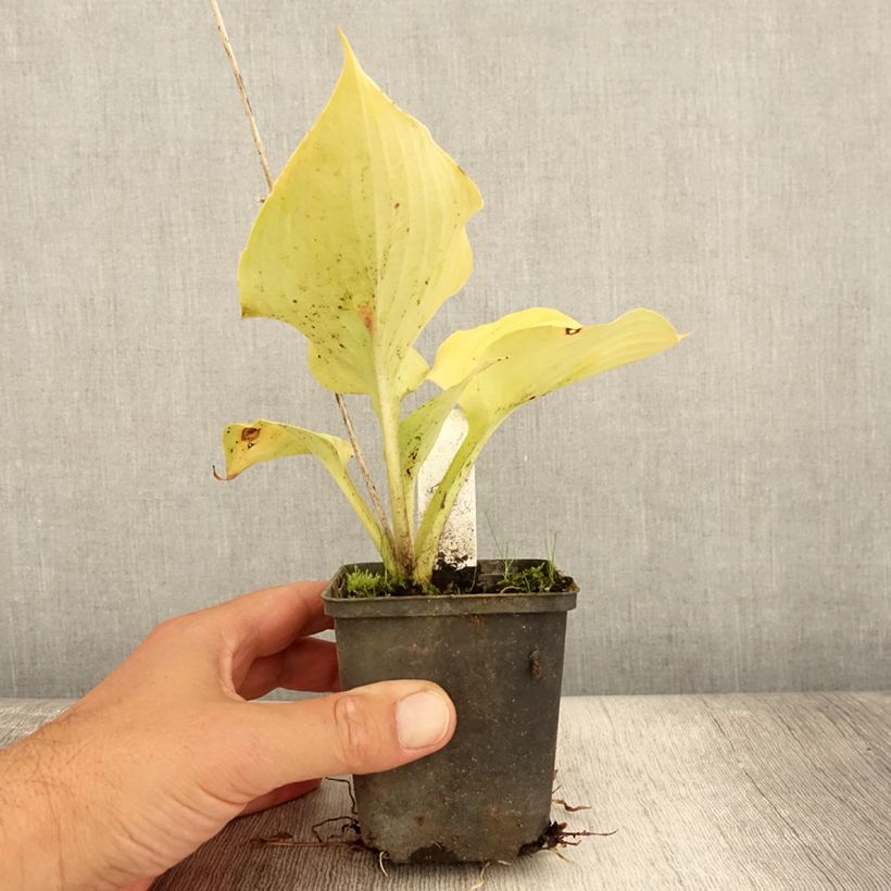 Esemplare di Hosta Sum of All Vasetto da 8/9 cm consegnato in estate