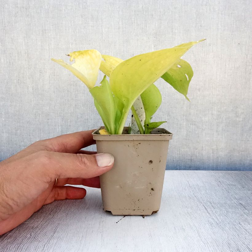 Esemplare di Hosta Summer Breeze Vasetto da 8/9 cm consegnato in estate