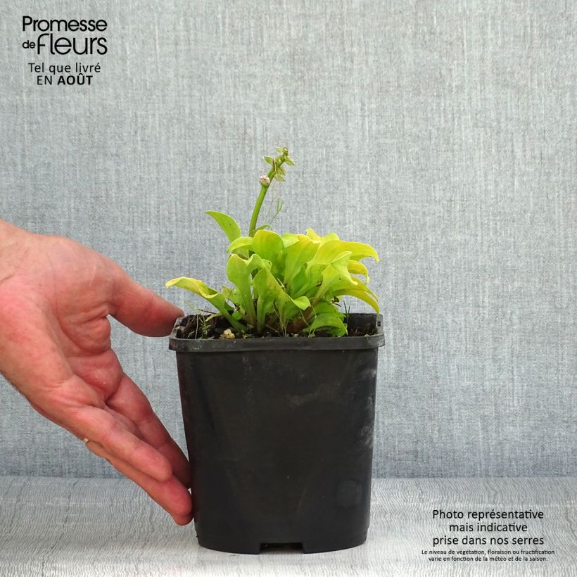 Esemplare di Hosta Sun Mouse Pot de 1,5L/2L consegnato in estate
