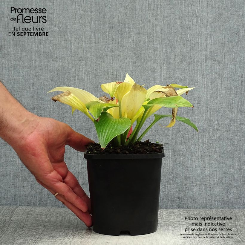 Esemplare di Hosta Sunny Halcyon Vaso da 1,5L/2L consegnato in estate