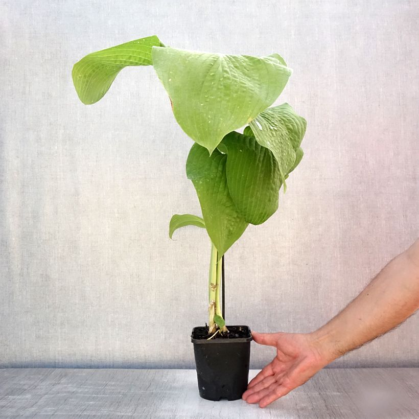 Esemplare di Hosta T Rex Vaso da 1,5L/2L consegnato in estate