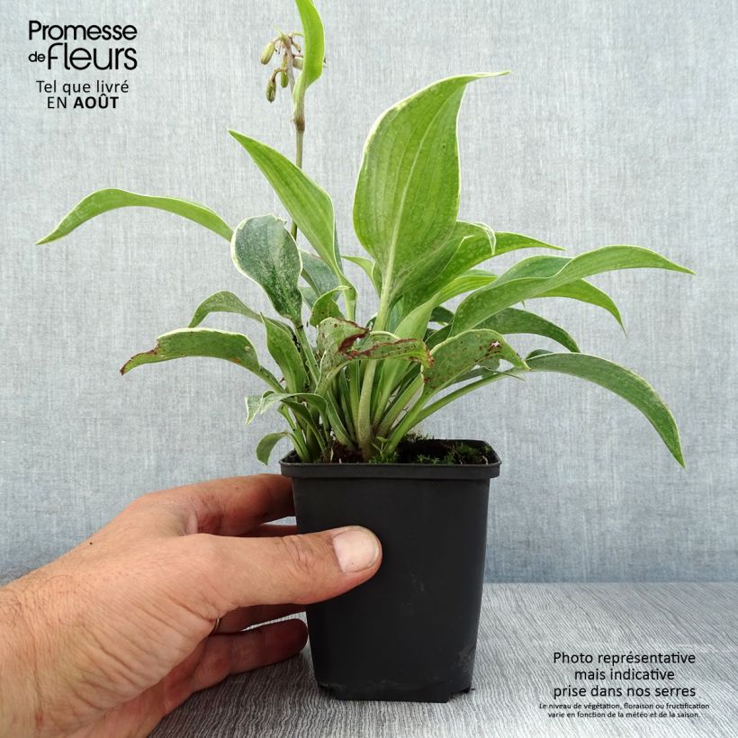 Esemplare di Hosta tardiana El Niño Vasetto da 8/9 cm consegnato in estate