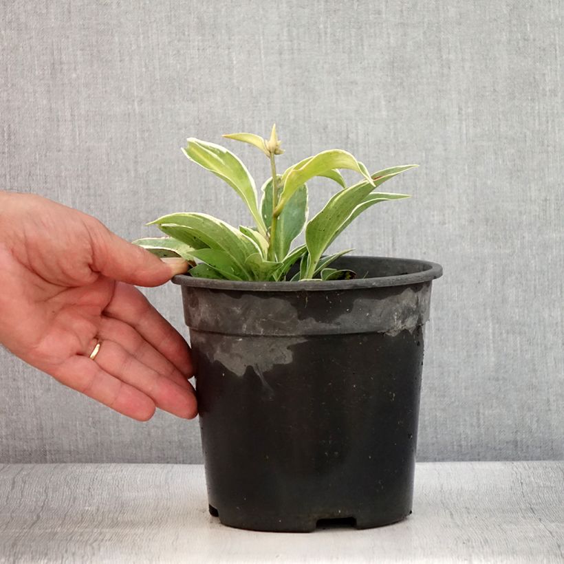Esemplare di Hosta tardiana El Niño Vaso da 2L/3L consegnato in estate