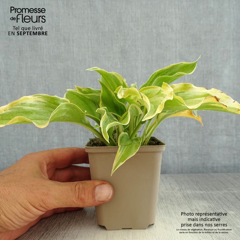 Esemplare di Hosta The King Vasetto da 8/9 cm consegnato in estate