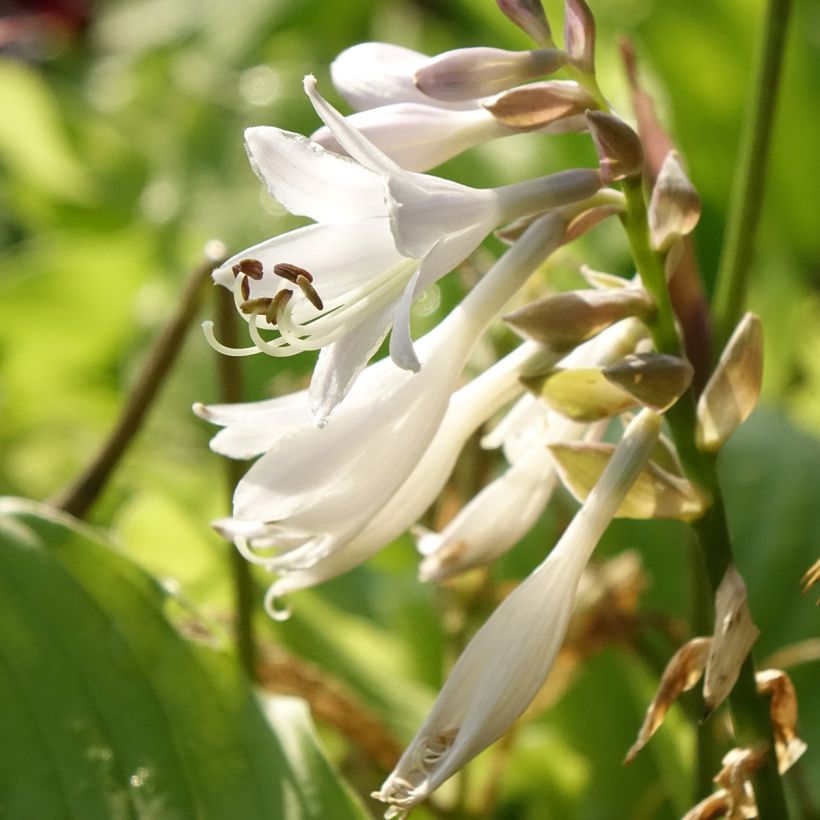 Hosta The King (Fioritura)