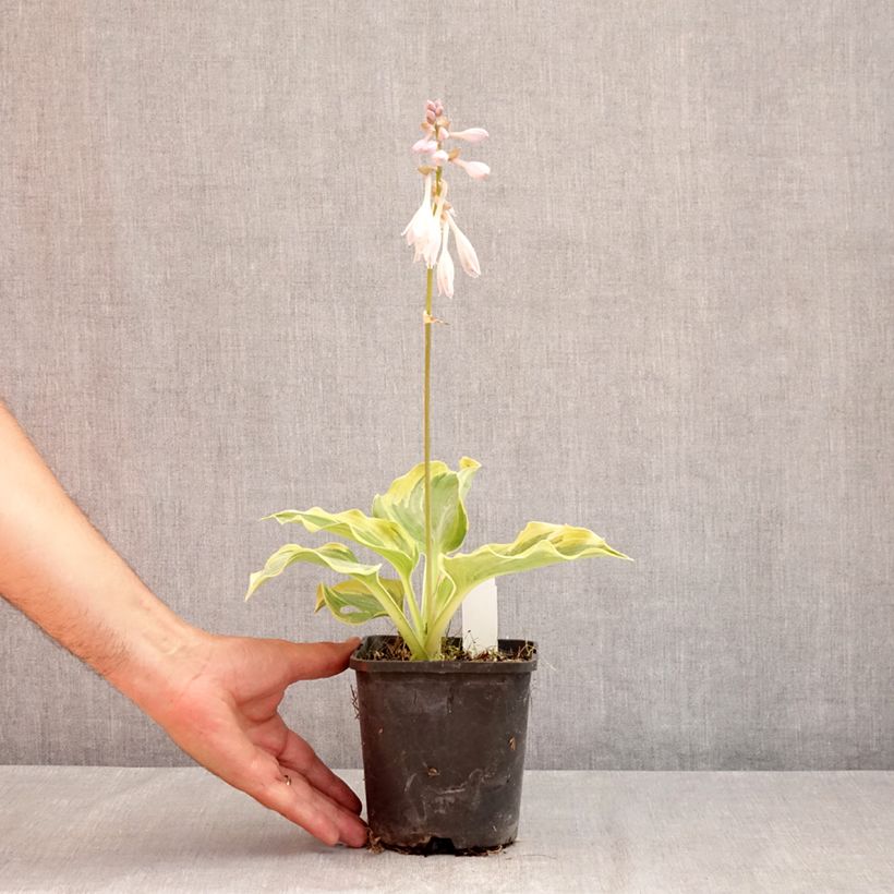 Esemplare di Hosta The King Vaso da 1,5L/2L consegnato in estate