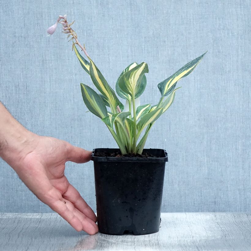 Esemplare di Hosta Timeless Beauty Vaso da 1,5L/2L consegnato in estate