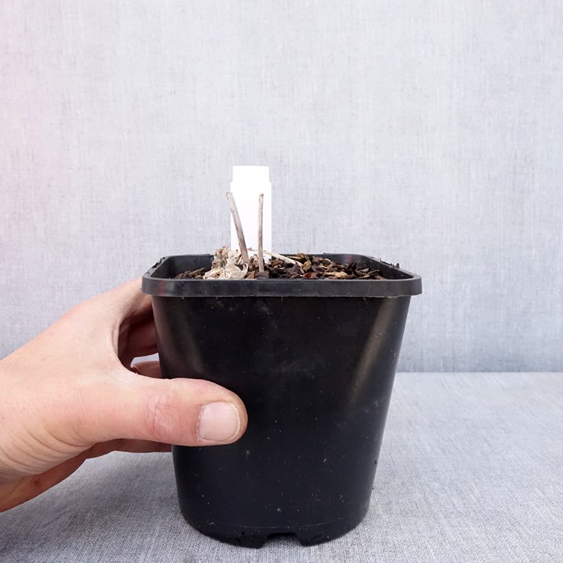 Hosta Timeless Beauty Pot de 1,5L/2L esemplare consegnato in primavera