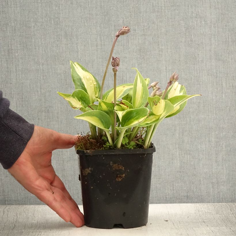 Esemplare di Hosta Touch Of Class Vaso da 1,5L/2L consegnato in estate