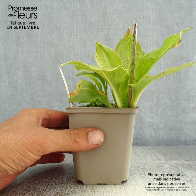 Esemplare di Hosta undulata Erromena Vasetto da 8/9 cm consegnato in estate