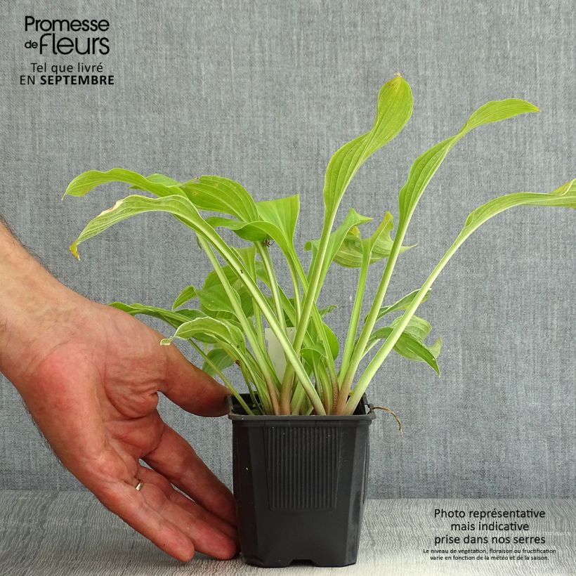 Esemplare di Hosta undulata albomarginata Vasetto da 8/9 cm consegnato in estate