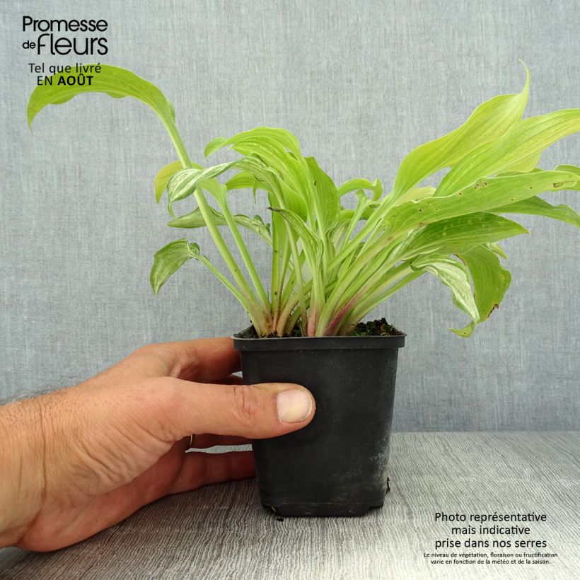 Esemplare di Hosta undulata var. univittata Vasetto da 8/9 cm consegnato in estate