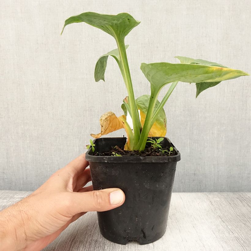 Esemplare di Hosta Victor Vaso da 1,5L/2L consegnato in estate