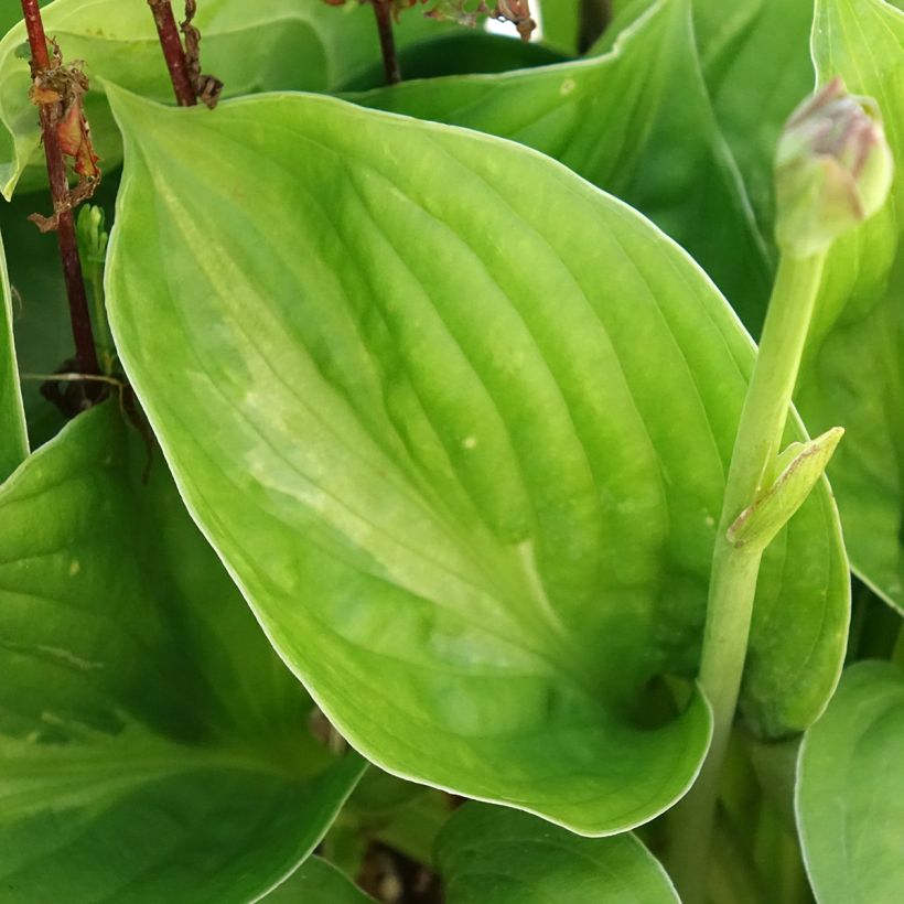 Hosta Victor (Fogliame)