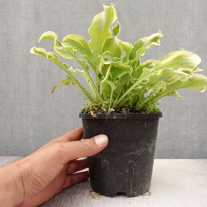 Esemplare di Hosta Wheee! Vaso da 1,5L/2L consegnato in estate