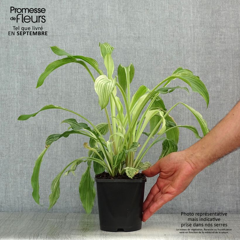 Esemplare di Hosta White Feather Vaso da 1,5L/2L consegnato in estate