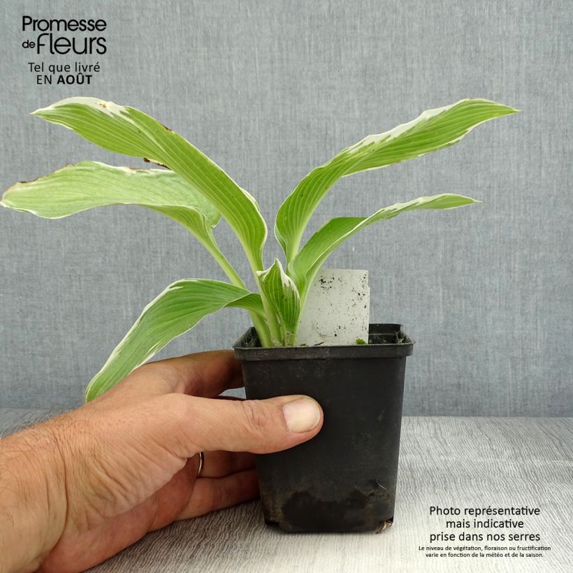 Esemplare di Hosta White On Vasetto da 8/9 cm consegnato in estate