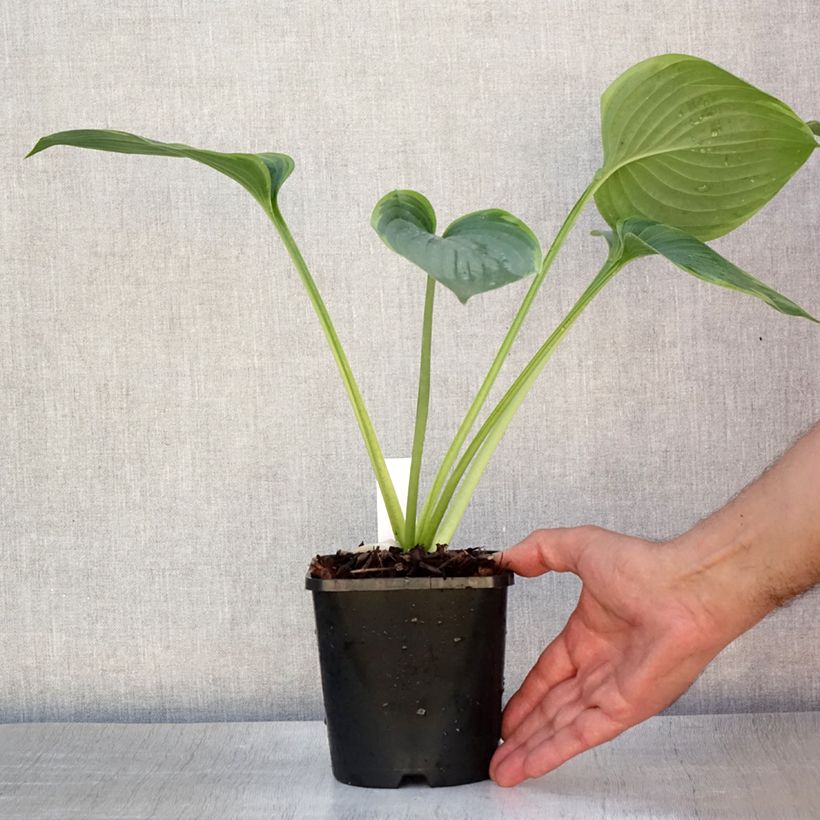 Esemplare di Hosta Wu-La-La Vaso da 1,5L/2L consegnato in estate