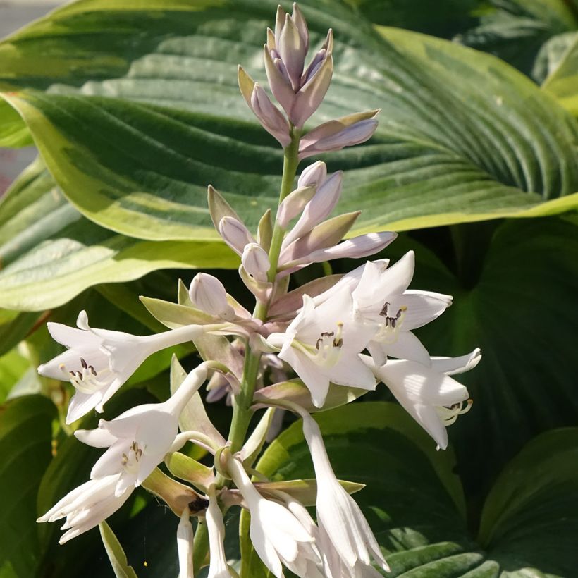 Hosta Wu-La-La (Fioritura)