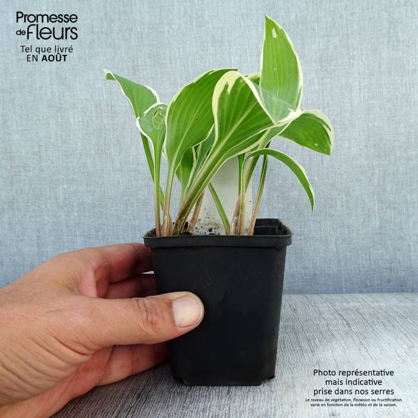 Esemplare di Hosta yellow splash rim Vasetto da 8/9 cm consegnato in estate