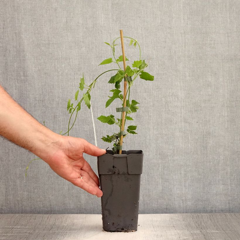 Esemplare di Luppolo - Humulus lupulus Vaso da 1,5L/2L consegnato in estate