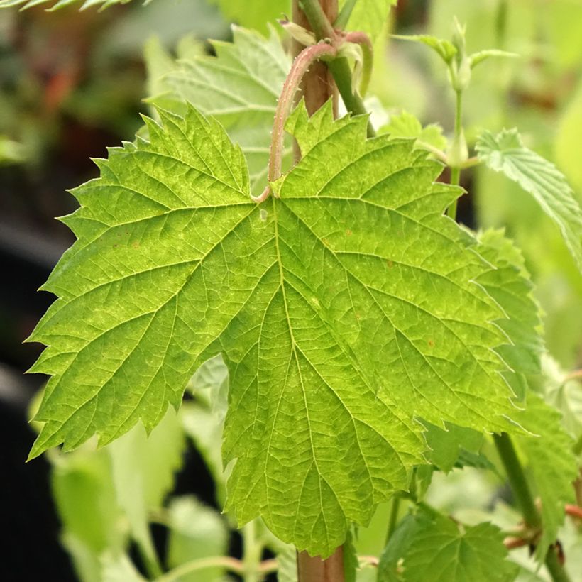 Luppolo Hallertauer Tradition - Humulus lupulus (Fogliame)