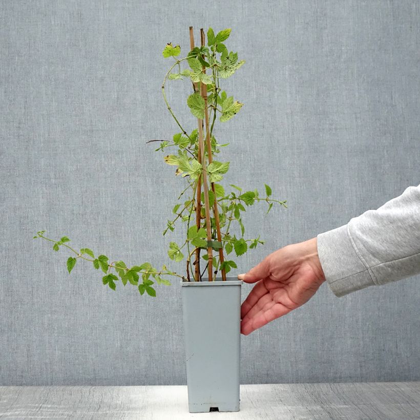 Esemplare di Luppolo Pure - Humulus lupulus Vaso da 1,5L/2L consegnato in estate