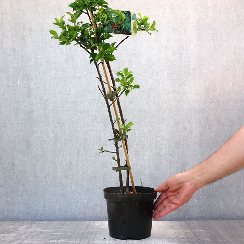 Esemplare di Ilex meserveae Blue princess - Agrifoglio Vaso da 2L/3L consegnato in estate