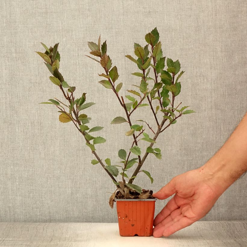 Esemplare di Ilex meserveae Heckenblau - Agrifoglio Vasetto da 8/9 cm consegnato in estate
