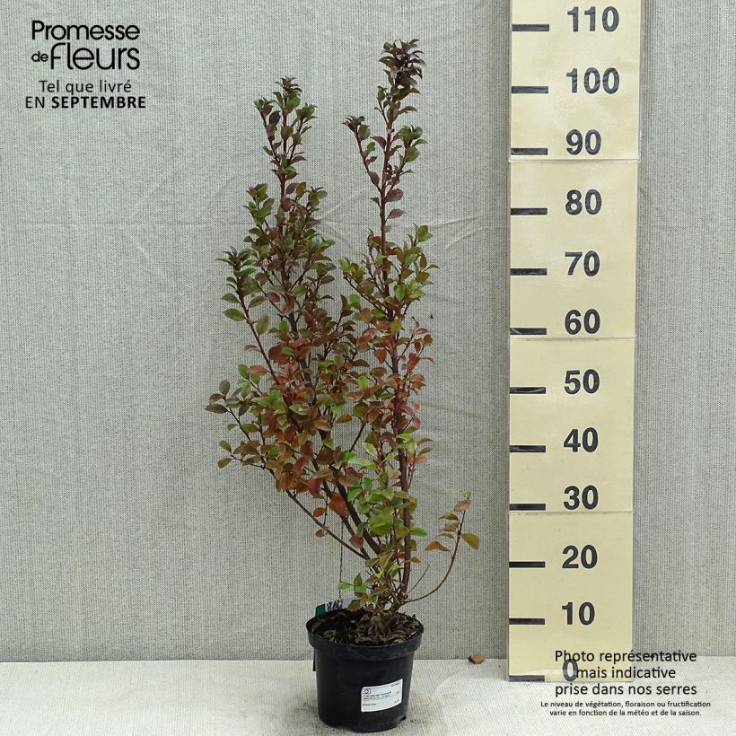 Esemplare di Ilex meserveae Heckenstar - Agrifoglio Vaso da 2L/3L consegnato in estate