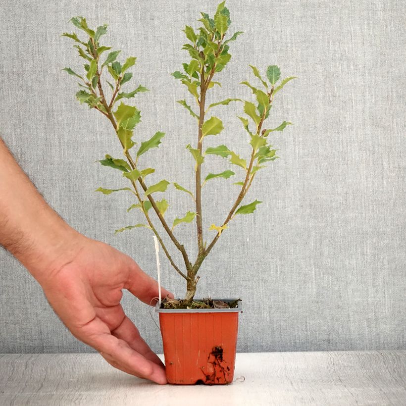 Esemplare di Ilex meserveae Magical Amoro Rosso - Agrifoglio Vasetto da 8/9 cm consegnato in estate