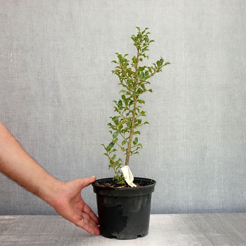 Esemplare di Ilex aquifolium Alaska - Agrifoglio Vaso da 2L/3L consegnato in estate