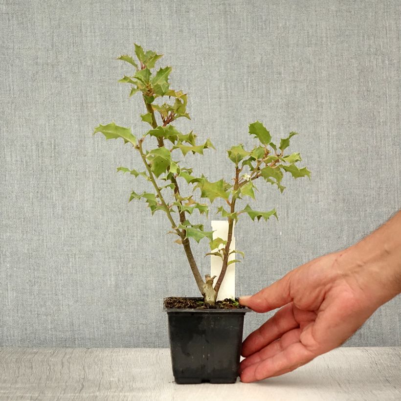 Esemplare di Ilex aquifolium - Agrifoglio Vasetto da 8/9 cm consegnato in estate