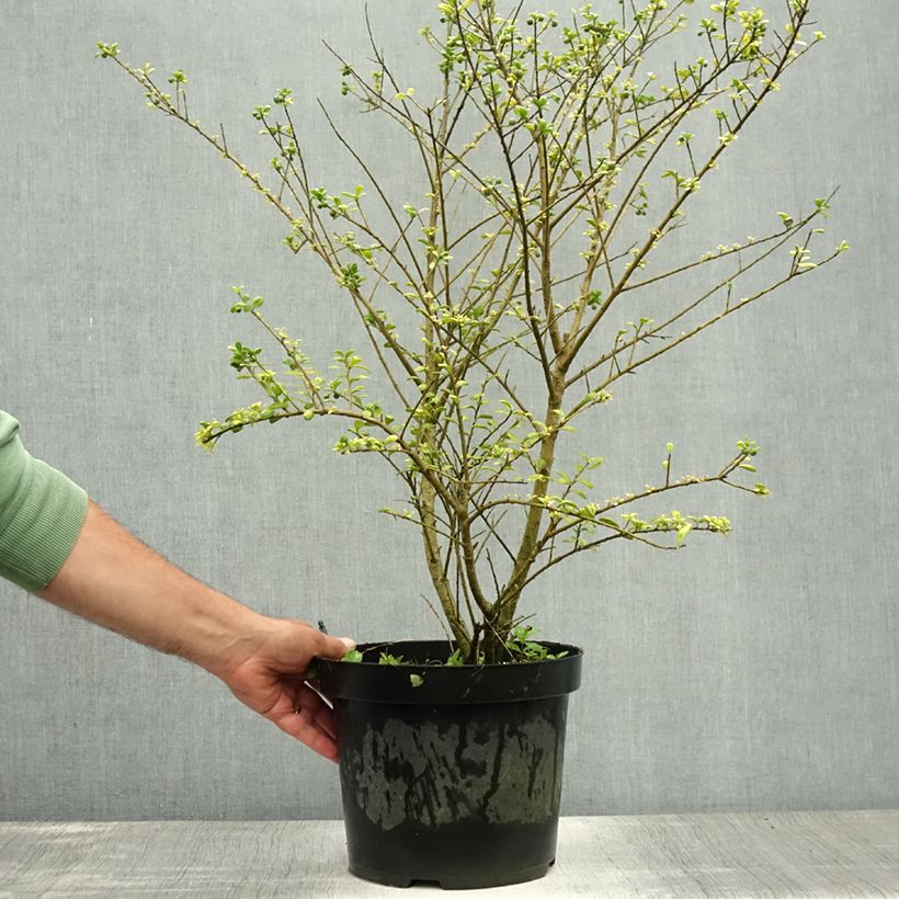 Esemplare di Ilex crenata Convexa - Agrifoglio giapponese Vaso da 7,5L/10L consegnato in estate