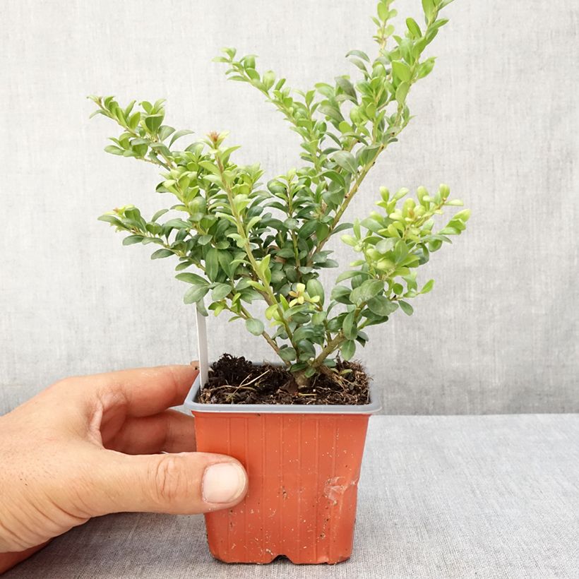Esemplare di Ilex crenata Convexa - Agrifoglio giapponese Vasetto da 8/9 cm consegnato in estate
