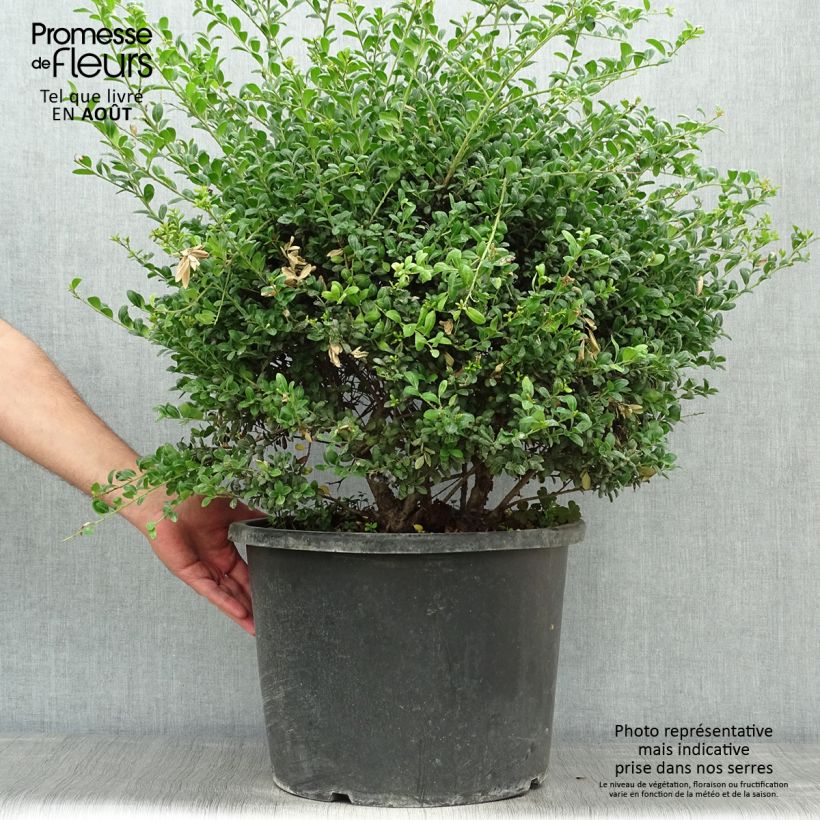 Esemplare di Ilex crenata Convexa (palla) - Agrifoglio giapponese Vaso da 7,5L/10L consegnato in estate