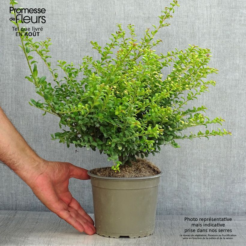 Esemplare di Ilex crenata Convexed Gold - Agrifoglio giapponese Vaso da 2L/3L consegnato in estate