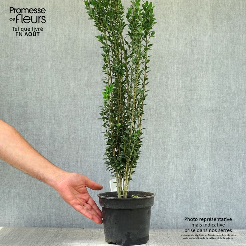 Esemplare di Ilex crenata Fastigiata - Agrifoglio giapponese Vaso da 3L/4L consegnato in estate