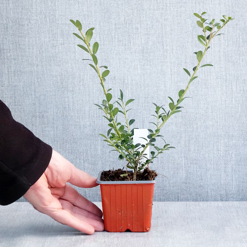 Ilex crenata Glory Gem - Agrifoglio giapponese Vasetto da 8/9 cm esemplare consegnato in inverno
