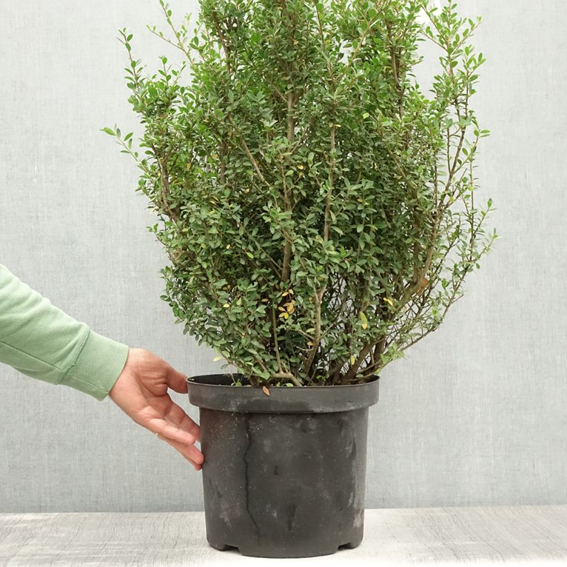 Esemplare di Ilex crenata Green Hedge - Agrifoglio giapponese Vaso da 7,5L/10L consegnato in estate