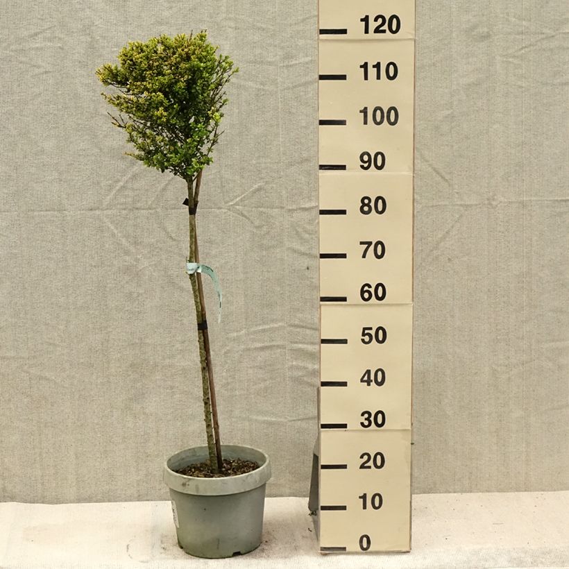 Esemplare di Ilex crenata Kinme - Agrifoglio giapponese Vaso da 7,5L/10L consegnato in estate