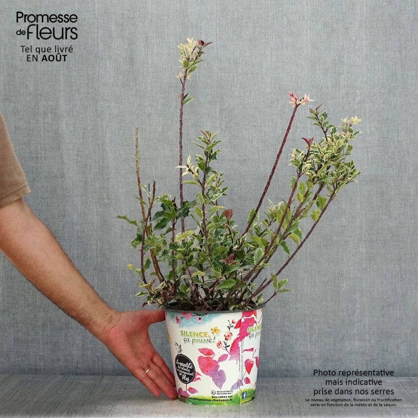 Esemplare di Ilex aquifolium Ingramii - Agrifoglio variegato Vaso da 2L/3L consegnato in estate