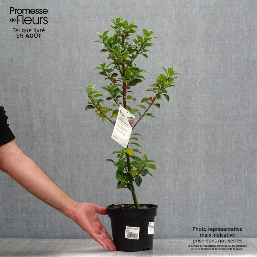 Esemplare di Ilex meserveae Heckenfee - Agrifoglio Vaso da 2L/3L consegnato in estate