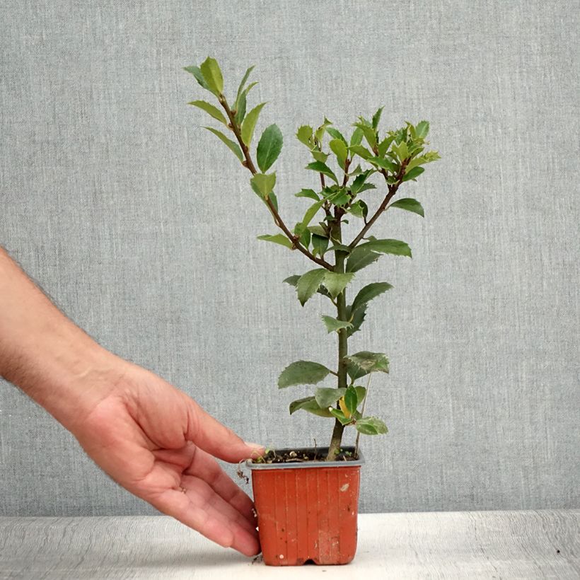 Esemplare di Ilex meserveae Heckenpracht - Agrifoglio Vasetto da 8/9 cm consegnato in estate