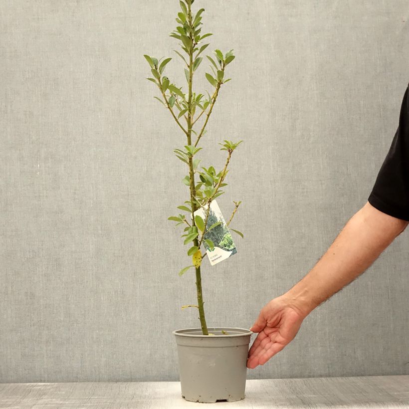Esemplare di Ilex meserveae Heckenpracht - Agrifoglio Vaso da 2L/3L consegnato in estate