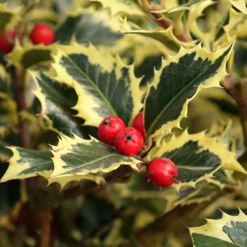 Ilex aquifolium Argenteomarginata - Agrifoglio variegato (Raccolta)