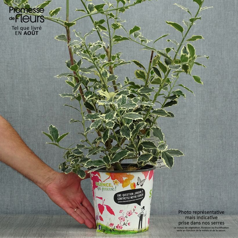 Esemplare di Ilex aquifolium Argenteomarginata - Agrifoglio variegato Vaso da 2L/3L consegnato in estate