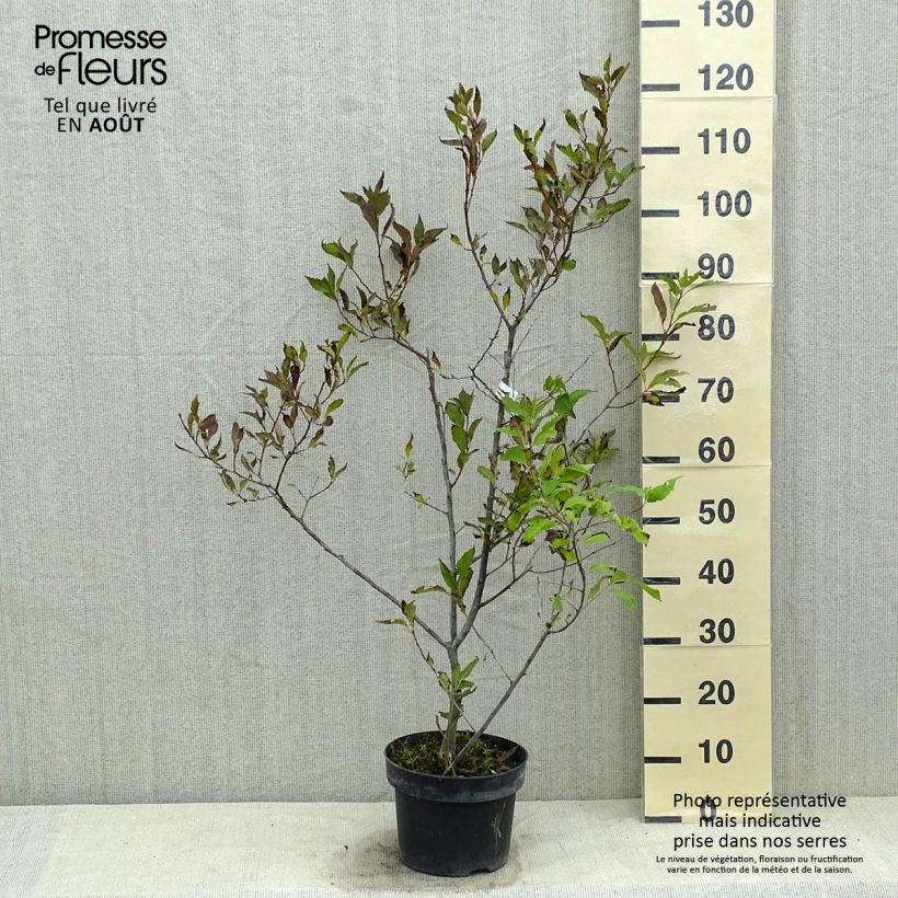 Esemplare di Ilex verticillata Magical Daydream - Agrifoglio Vaso da 4L/5L consegnato in estate