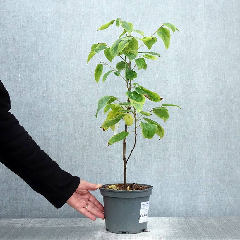 Esemplare di Hovenia dulcis - Albero dell'uva passa Vaso da 2L/3L come consegnato in autunno